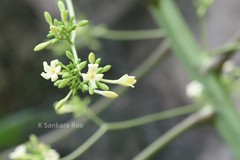 Carica papaya